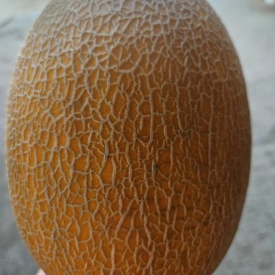 Melon