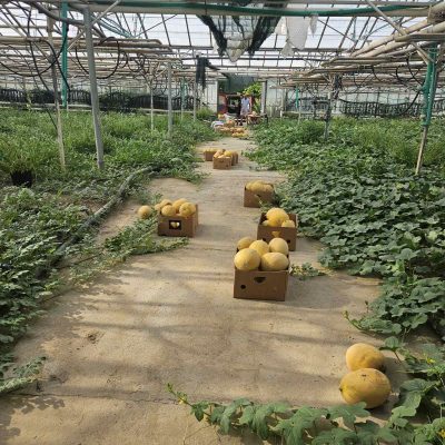 Melon