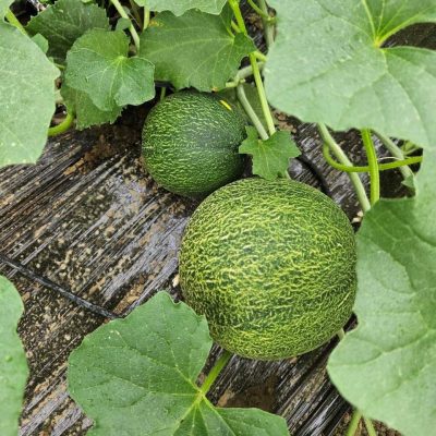 Melons 2026