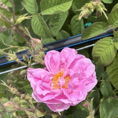 Rose (2)