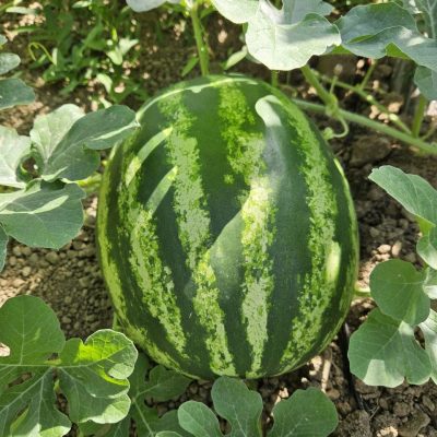 Watermelon 2026