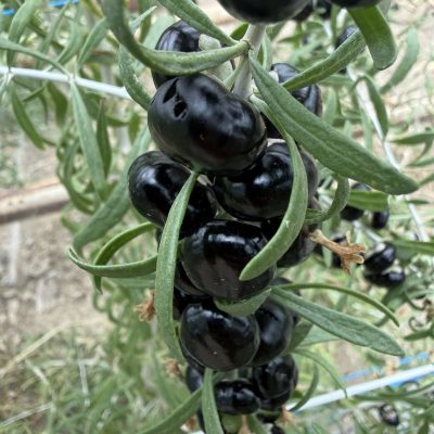 black goji (1)