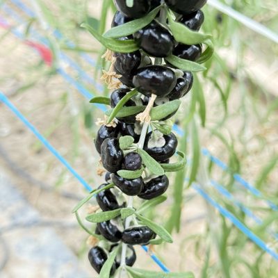 black goji (2)