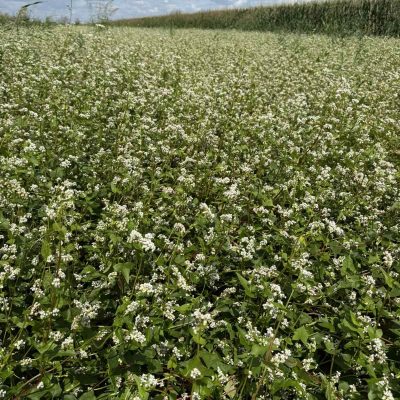 buckwheat heljda (1)