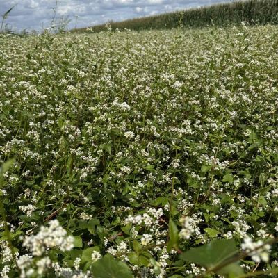 buckwheat heljda (2)