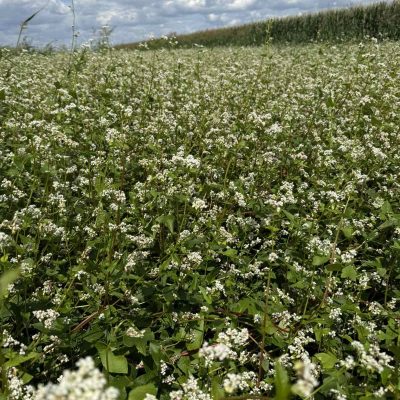 buckwheat heljda (3)