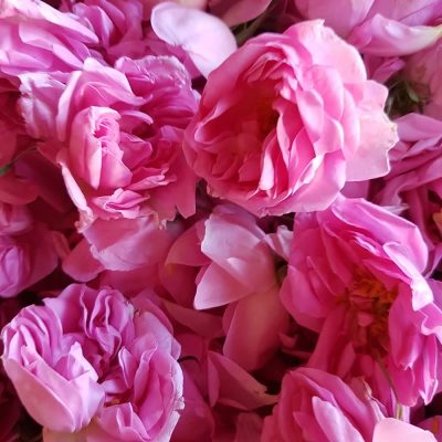damask roses FB_IMG_1737539091293 (1) (1)