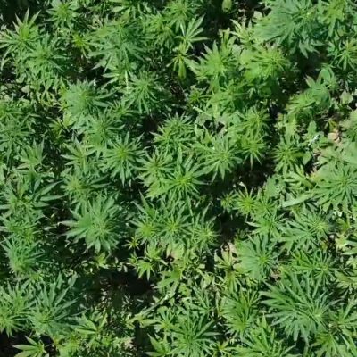 hemp 1000012474
