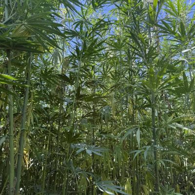 hemp 1000066013 (1)